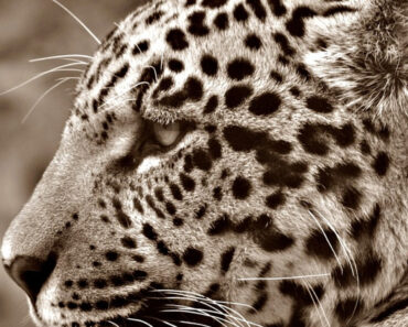 Jaguar do pantanal
